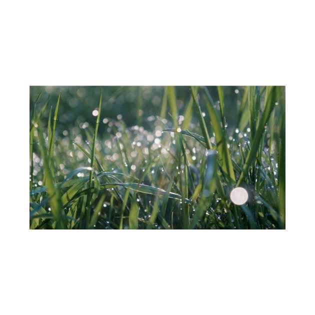 Grass Shining with Raindrops by 1Redbublppasswo