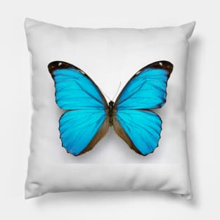 Cramer's blue butterfly (C010/8389) Pillow