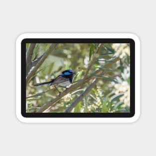 Blue Wren Magnet