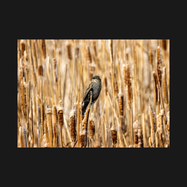 Female Black Bird Perched in a Field of Cat Tail Reeds by jecphotography