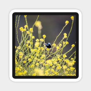 Male Blue Wren Magnet