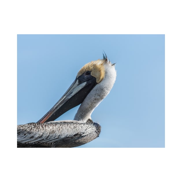 Brown pelican in Calabash by KensLensDesigns