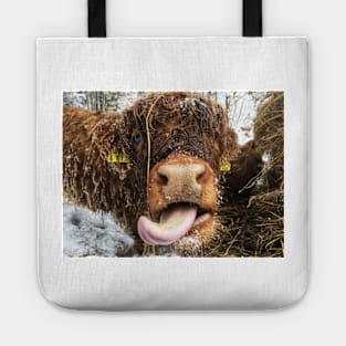 Scottish Highland Cattle Calf 1929 Tote