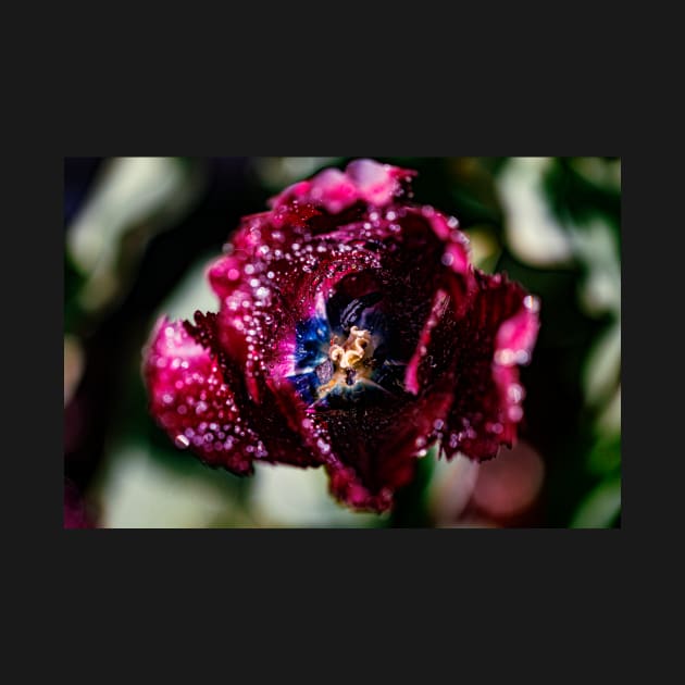 Top view of a red and blue tulip by blossomcophoto