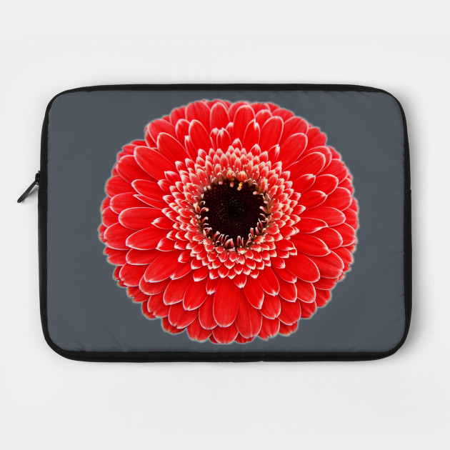 Red Gerbera