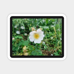 White flower Magnet