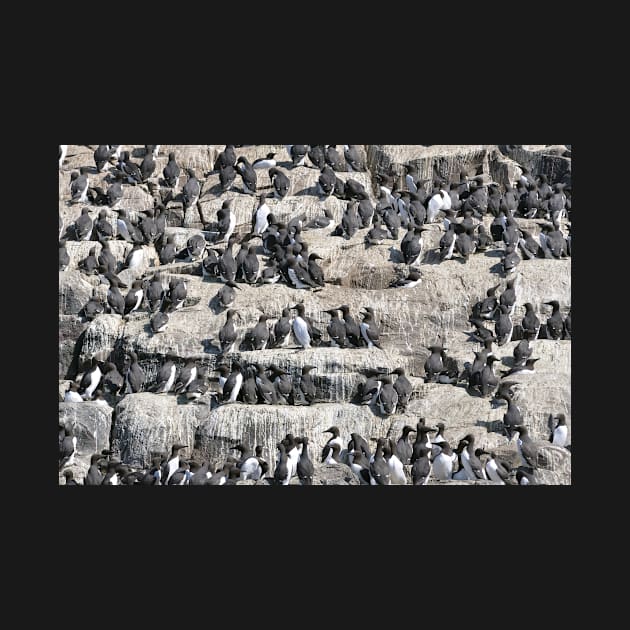 Guillemot terraces on the Farne Islands, Northumberland, UK by richflintphoto