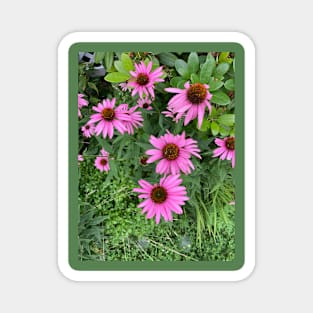 Purple Coneflowers Magnet