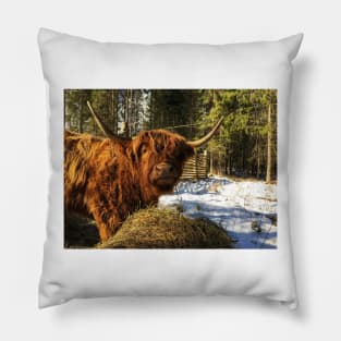 Scottish Highland Cattle Cow 2344 Pillow