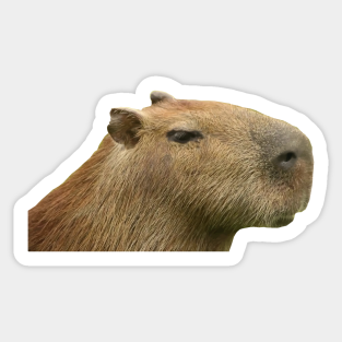 Carpincho Stickers Teepublic