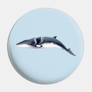 Baby Minke whale Pin