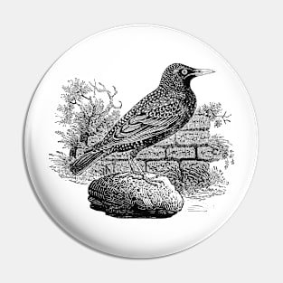 Victorian Starling Pin