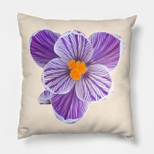 Stripy Purple Crocus Pillow