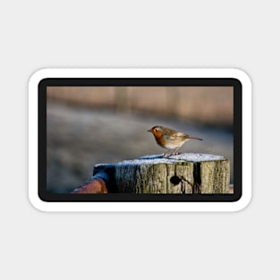 Winter Robin Panorama Magnet