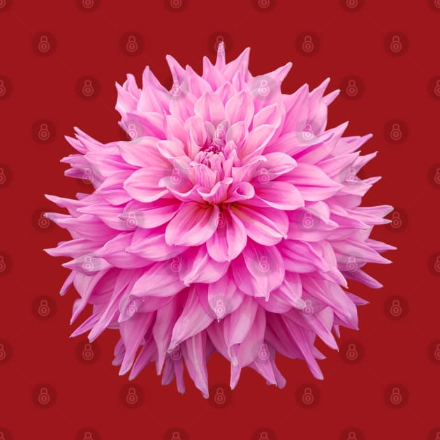 Pink Ball Dahlia Flower by ellenhenryart