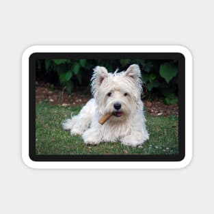 Westie Magnet