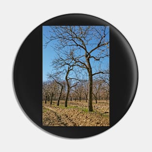 Very tall plum trees in an orchard Pin