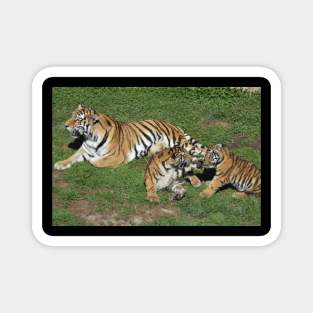 Tigers Magnet