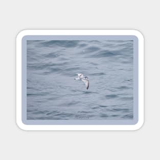 LITTLE BLUE BIRD FLYING OVER BIG BLUE OCEAN Magnet