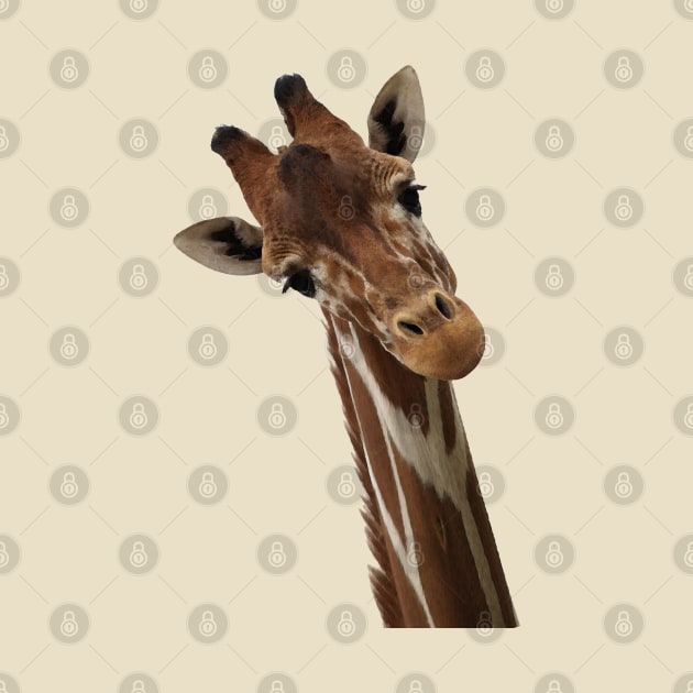 Quirky Giraffe by madmonkey