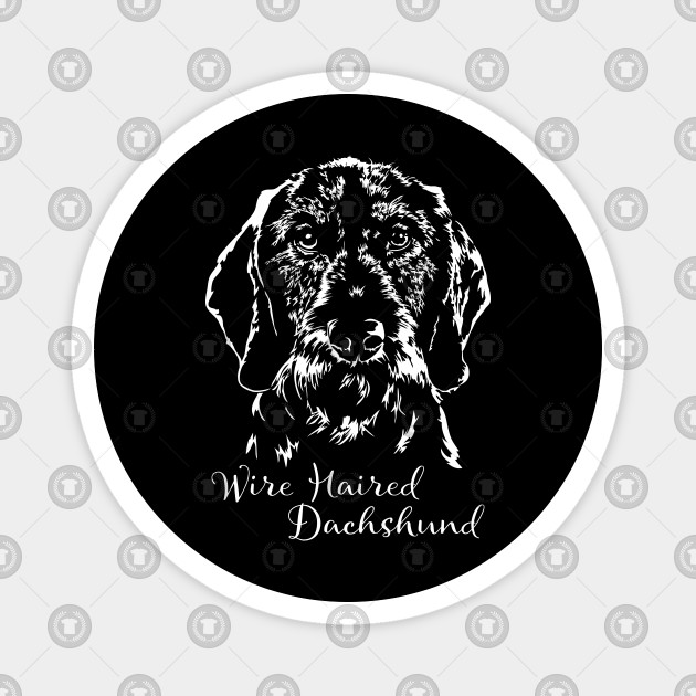 Wire Haired Dachshund Dog Portrait Wire Haired Dachshund