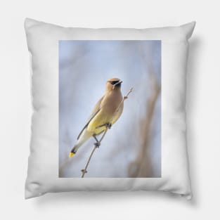 Cedar Waxwing Pillow