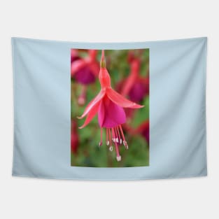 Fuchsia  &#39;Pink Fizz&#39; Tapestry