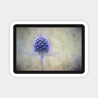 Blue Thistle, photo art Magnet