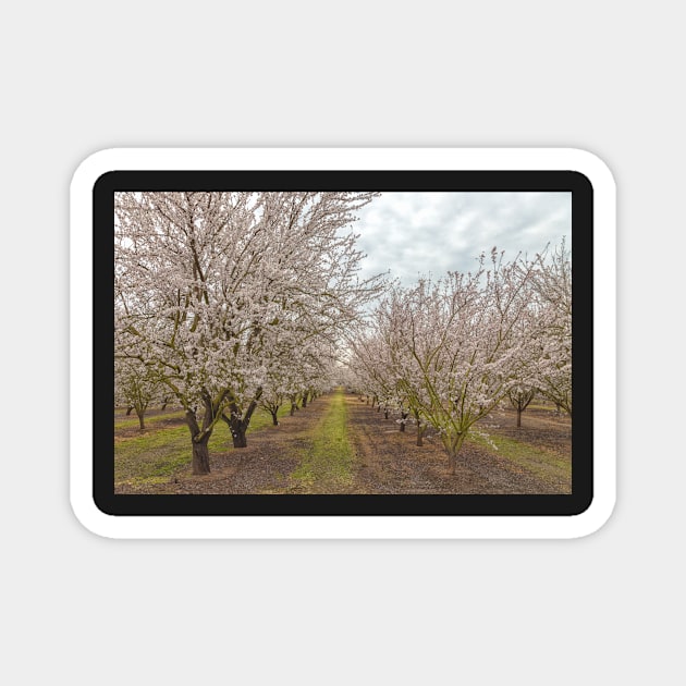 Blooming Almond Magnet by jvnimages