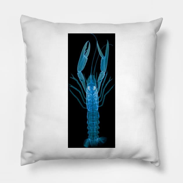 Langoustine, X-ray (Z220/0125) Pillow by SciencePhoto