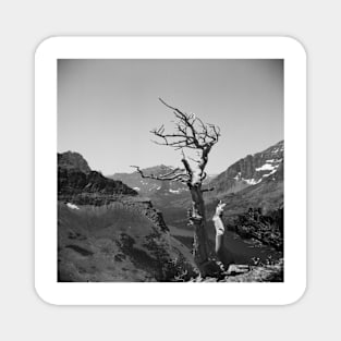 Glacier National Park Deadwood Tree Magnet