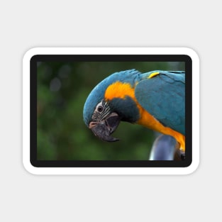 blue and yellow macaw Magnet