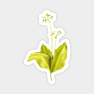 Wild Garlic Green Plant Botanical Art Magnet