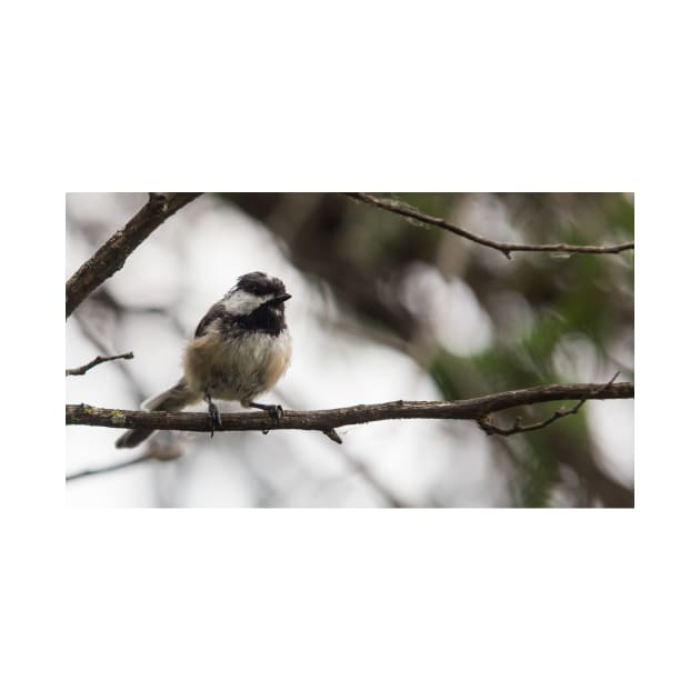 Chickadee by josefpittner