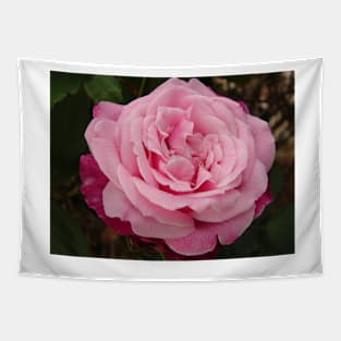 Rose Flower Pink Two Tone Tapestry