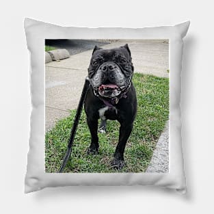 Stella Bulldog Pillow