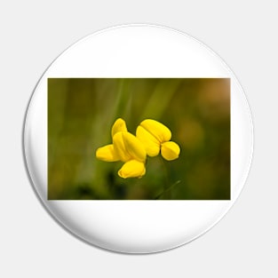 Lotus corniculatus, bird's-foot trefoil Pin