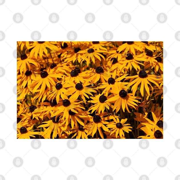 A Bed of Black-Eyed Susans / Rudbeckias in the Summer Sun by walkswithnature