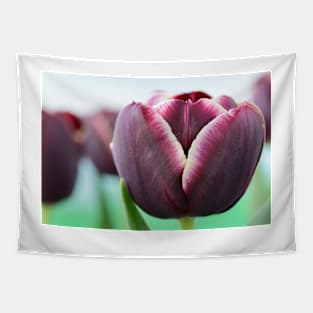 Tulipa  &#39;Jackpot&#39;    Triumph Group  Tulip Tapestry