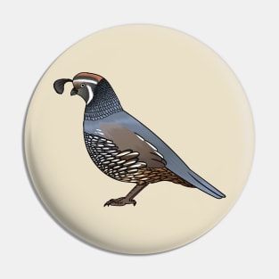 California quail bird cartoon illustration Pin