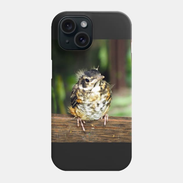 Young American Robin Perching Phone Case by BackyardBirder