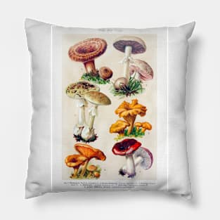 Mushroom species Pillow