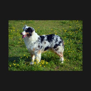 Australian Shepherd T-Shirt