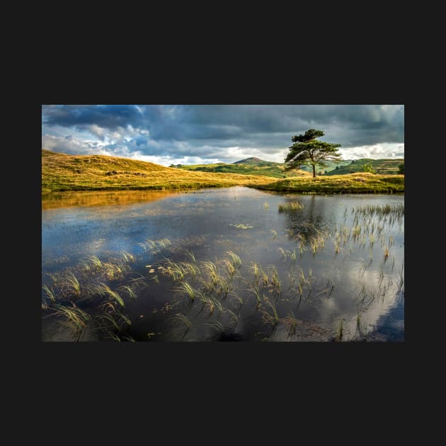 Kelly Hall Tarn Lake View with Pine Tree by TonyNorth