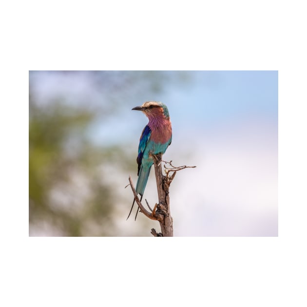 Lilac-breasted Roller - Kruger National Park, South Africa by holgermader