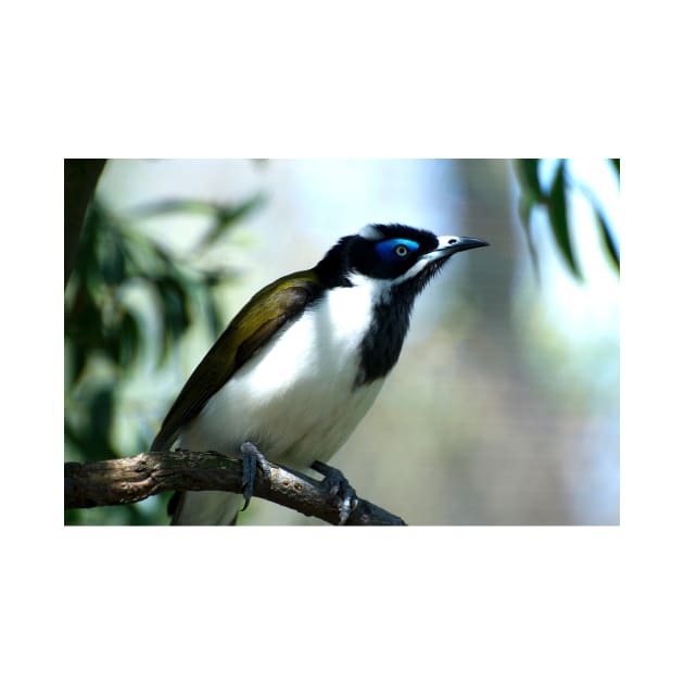 Blue Faced Honeyeater - Close Up by GP1746