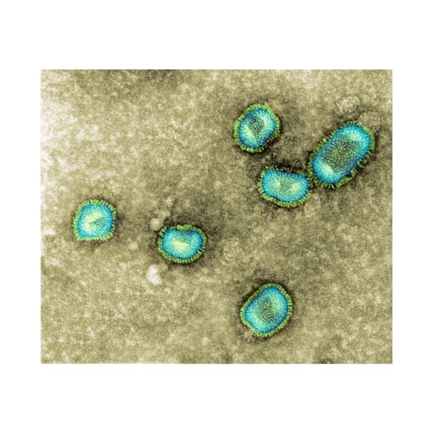 Influenzavirus B, TEM (M055/0432) by SciencePhoto