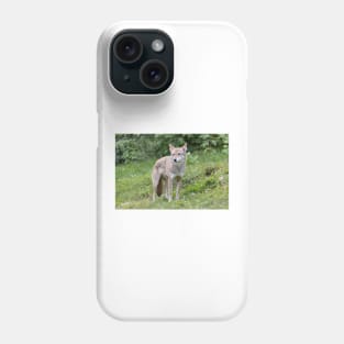 A lone Coyote in the forest Phone Case