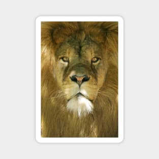 Lion portrait Magnet