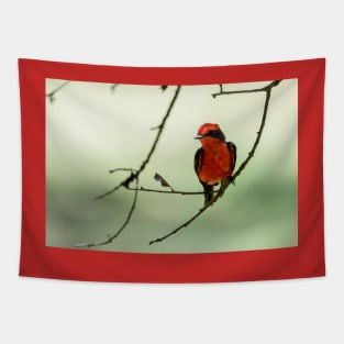 Little Red Beauty - Vermilion Flycatcher Tapestry